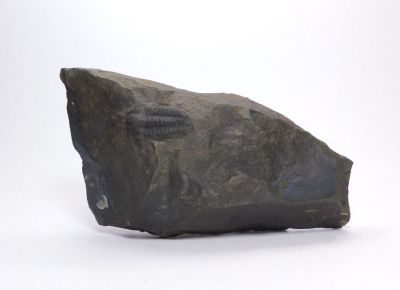 Elipsocephalus hoffi - Jince u Příbrami (17)